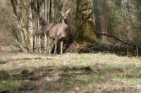 Cervus elaphus