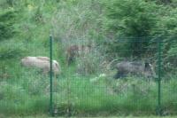Sus scrofa