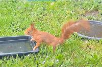 Sciurus vulgaris