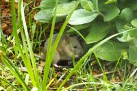 Rattus norvegicus