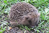 Erinaceus europaeus