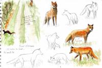 Vulpes vulpes