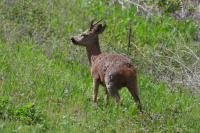 Capreolus capreolus