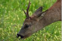 Capreolus capreolus