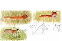Vulpes vulpes
