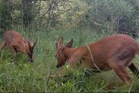 Capreolus capreolus