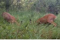 Capreolus capreolus