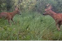 Capreolus capreolus