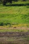 Vulpes vulpes