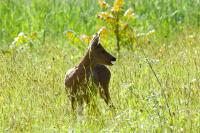 Capreolus capreolus