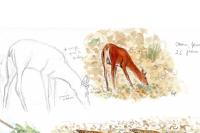 Cervus elaphus