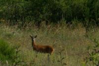 Capreolus capreolus