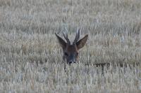 Capreolus capreolus