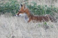 Vulpes vulpes