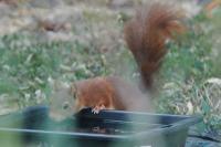 Sciurus vulgaris
