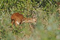 Cervus elaphus
