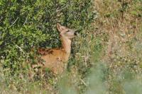 Cervus elaphus