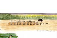 Sus scrofa