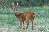 Capreolus capreolus