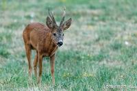 Capreolus capreolus