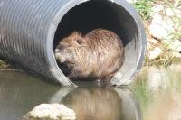 Myocastor coypus