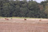 Cervus elaphus