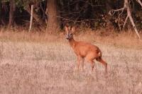 Capreolus capreolus