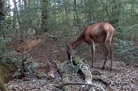 Cervus elaphus