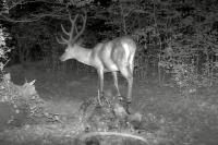 Cervus elaphus
