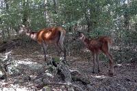 Cervus elaphus