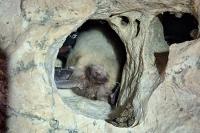 Plecotus