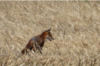 Vulpes vulpes