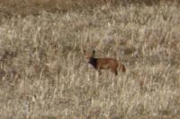 Vulpes vulpes