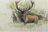 Cervus elaphus