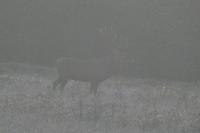 Cervus elaphus