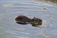 Myocastor coypus