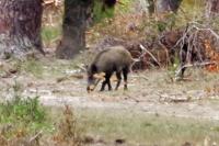 Sus scrofa