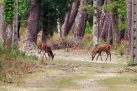 Cervus elaphus