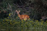 Capreolus capreolus