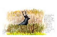 Cervus elaphus