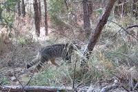 Felis silvestris