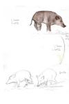 Sus scrofa