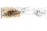 Sus scrofa