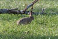 Lepus europaeus