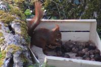 Sciurus vulgaris