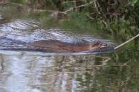 Ondatra zibethicus