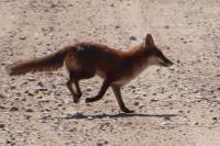 Vulpes vulpes