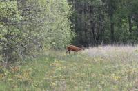 Cervus elaphus