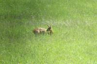 Cervus elaphus