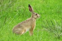 Lepus europaeus